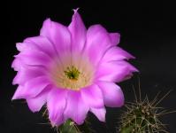 Thumbnail of 0028.1_Echinocereus pentalophus procumbens_20140515_01(1).JPG